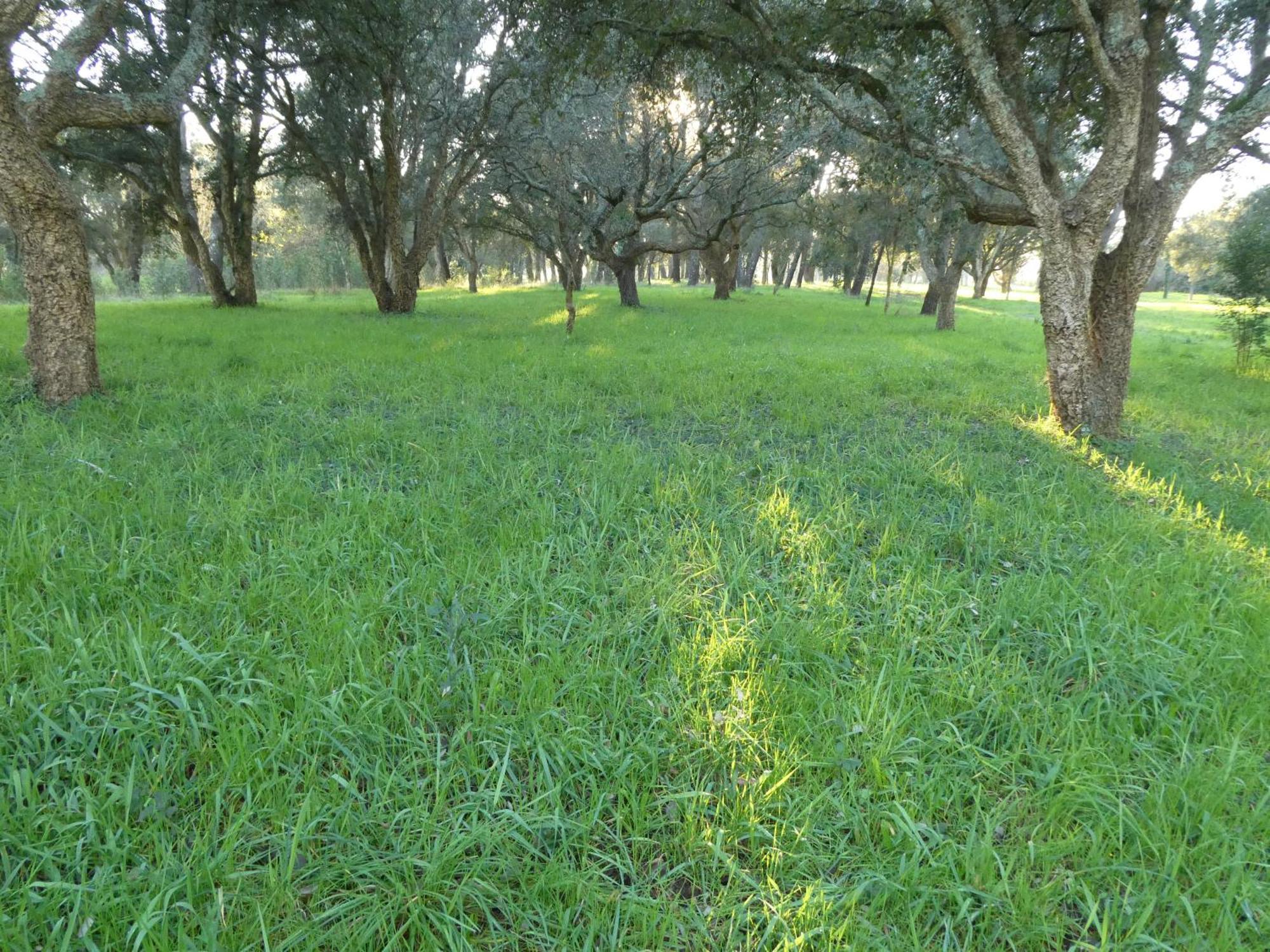 Casita A Estrenar En Finca Con Rio Proxima A Tui, Gondomar Y Portugal. 外观 照片